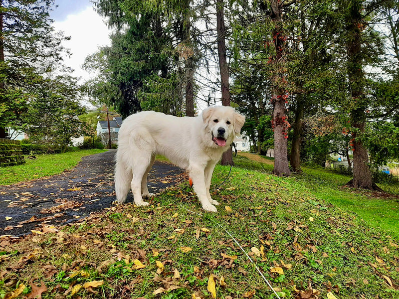 Protecto-Dog Continues to Grow