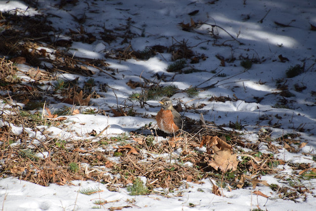A sign of Spring