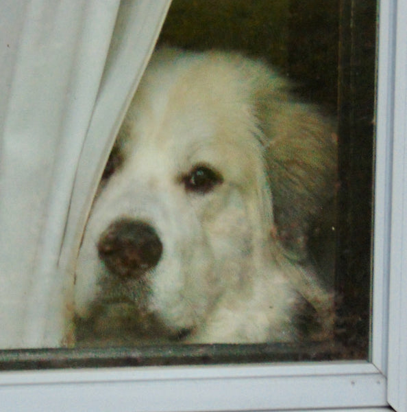 Guard Pupper Has Graduated to All Night Indoor Surveillance