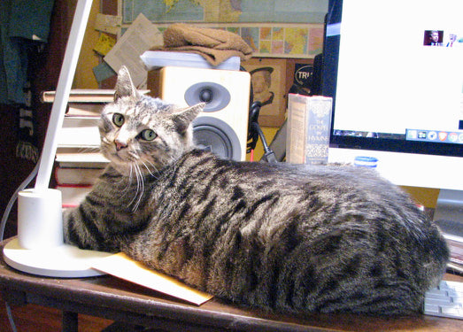 Webster the Blog Editor