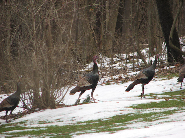 The critters are on the move - spring will be here soon.