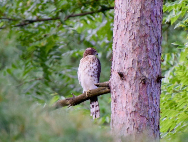 Swainson's Hawk on our property