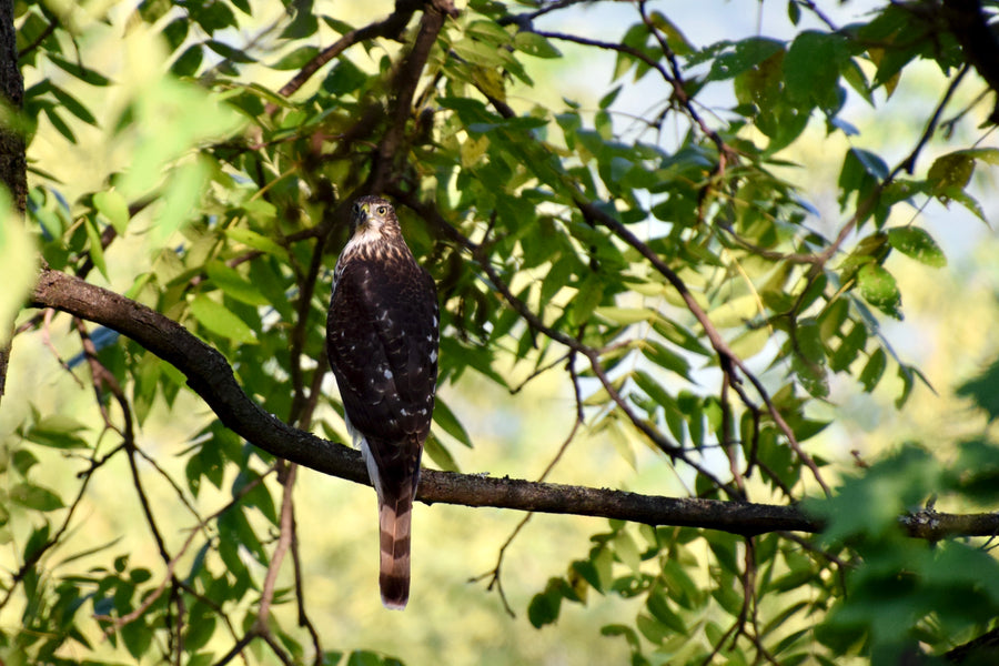 A recent visitor in our Bird Land