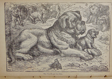 Load image into Gallery viewer, Young Folk&#39;s Natural History, with Numerous Illustrative Anecdotes (1887)
