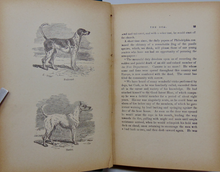 Load image into Gallery viewer, Young Folk&#39;s Natural History, with Numerous Illustrative Anecdotes (1887)