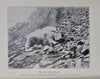 American Big-Game Hunting: The Book of the Boone and Crockett Club (1893)