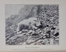 Load image into Gallery viewer, American Big-Game Hunting: The Book of the Boone and Crockett Club (1893)