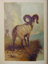 Load image into Gallery viewer, Natural History: with 480 Original illustrations of animals and birds