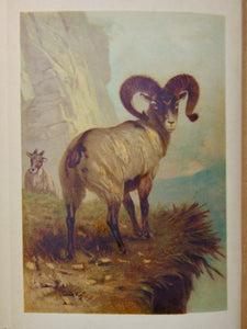 Natural History: with 480 Original illustrations of animals and birds