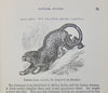 Natural History: with 480 Original illustrations of animals and birds