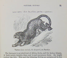 Load image into Gallery viewer, Natural History: with 480 Original illustrations of animals and birds