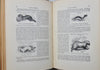 Natural History: with 480 Original illustrations of animals and birds