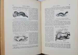 Natural History: with 480 Original illustrations of animals and birds