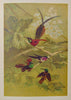 Natural History: with 480 Original illustrations of animals and birds