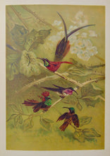 Load image into Gallery viewer, Natural History: with 480 Original illustrations of animals and birds