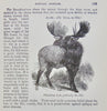 Natural History: with 480 Original illustrations of animals and birds