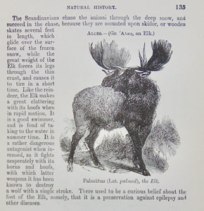 Natural History: with 480 Original illustrations of animals and birds