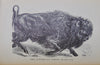 Cecil's Books of Natural History, Illustrated Beasts, Birds, Insects