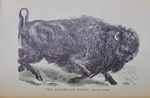 Load image into Gallery viewer, Cecil&#39;s Books of Natural History, Illustrated Beasts, Birds, Insects