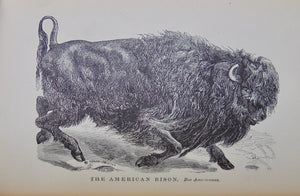 Cecil's Books of Natural History, Illustrated Beasts, Birds, Insects