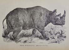 Load image into Gallery viewer, Cecil&#39;s Books of Natural History, Illustrated Beasts, Birds, Insects