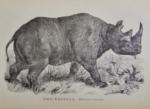 Cecil's Books of Natural History, Illustrated Beasts, Birds, Insects