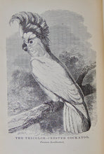 Load image into Gallery viewer, Cecil&#39;s Books of Natural History, Illustrated Beasts, Birds, Insects