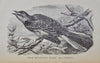 Cecil's Books of Natural History, Illustrated Beasts, Birds, Insects