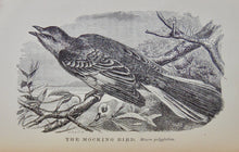 Load image into Gallery viewer, Cecil&#39;s Books of Natural History, Illustrated Beasts, Birds, Insects