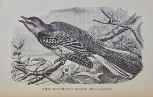 Cecil's Books of Natural History, Illustrated Beasts, Birds, Insects