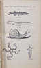 Elements of Zoology : A Text-Book. Illustrated by 750 Wood Engravings