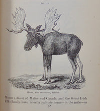 Load image into Gallery viewer, Elements of Zoology : A Text-Book. Illustrated by 750 Wood Engravings