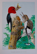 Load image into Gallery viewer, Forest, Fish and Game Commission, 9 color fish by Denton, 16 birds by Fuentes