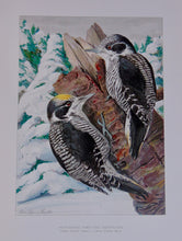 Load image into Gallery viewer, Forest, Fish and Game Commission, 9 color fish by Denton, 16 birds by Fuentes