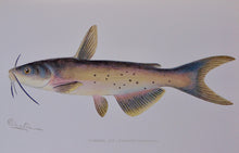 Load image into Gallery viewer, Forest, Fish and Game Commission, 9 color fish by Denton, 16 birds by Fuentes