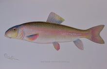 Load image into Gallery viewer, Forest, Fish and Game Commission, 9 color fish by Denton, 16 birds by Fuentes