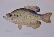 Load image into Gallery viewer, Forest, Fish and Game Commission, 9 color fish by Denton, 16 birds by Fuentes