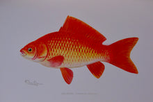 Load image into Gallery viewer, Forest, Fish and Game Commission, 9 color fish by Denton, 16 birds by Fuentes