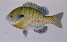 Load image into Gallery viewer, Forest, Fish and Game Commission, 9 color fish by Denton, 16 birds by Fuentes