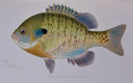 Forest, Fish and Game Commission, 9 color fish by Denton, 16 birds by Fuentes