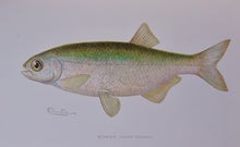 Load image into Gallery viewer, Forest, Fish and Game Commission, 9 color fish by Denton, 16 birds by Fuentes