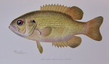 Load image into Gallery viewer, Forest, Fish and Game Commission, 9 color fish by Denton, 16 birds by Fuentes