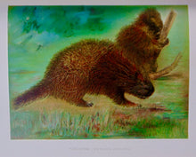 Load image into Gallery viewer, Forest, Fish and Game Commission, 9 color fish by Denton, 16 birds by Fuentes