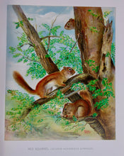 Load image into Gallery viewer, Forest, Fish and Game Commission, 9 color fish by Denton, 16 birds by Fuentes