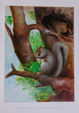 Load image into Gallery viewer, Forest, Fish and Game Commission, 9 color fish by Denton, 16 birds by Fuentes