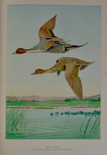 Load image into Gallery viewer, Forest, Fish and Game Commission, 9 color fish by Denton, 16 birds by Fuentes