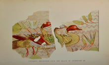 Load image into Gallery viewer, The Life and Times of Akhnaton, Pharoah of Egypt