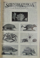 Load image into Gallery viewer, Scientific American Supplement, 1910. Volume LXX. Nos. 1800-1826
