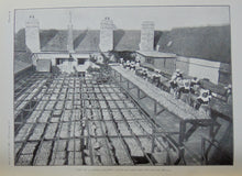Load image into Gallery viewer, Bulletin of the United States Fish Commission. Vol. XXI, for 1901, ALASKA Salmon