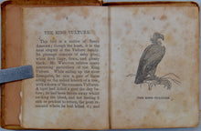 Load image into Gallery viewer, Child's Natural History of Birds, illustrated.  ca. 1850 miniature